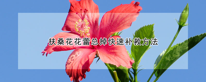 扶桑花花蕾總掉快速補救方法