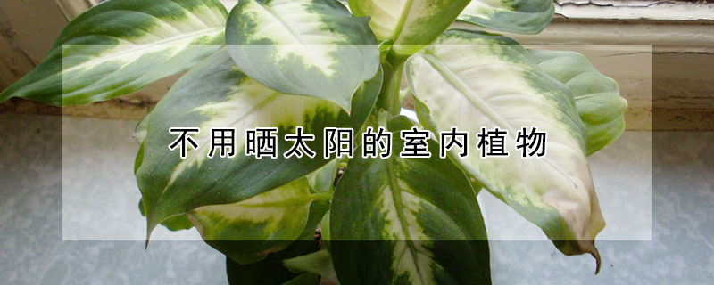 不用曬太陽的室內植物