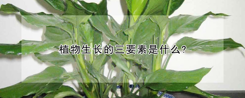 植物生長的三要素是什么?