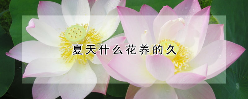 夏天什么花養(yǎng)的久