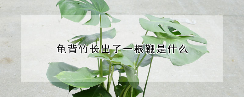 龜背竹長出了一根鞭是什么