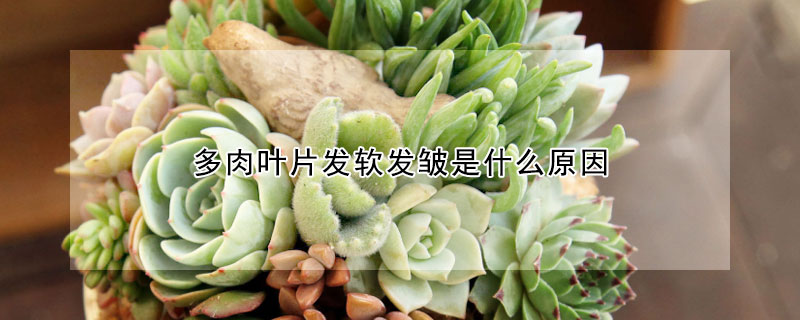 多肉葉片發(fā)軟發(fā)皺是什么原因