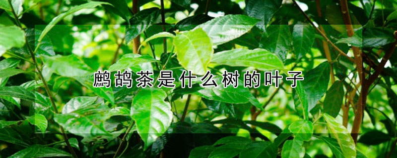 鷓鴣茶是什么樹的葉子