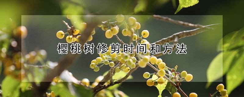 櫻桃樹修剪時間和方法