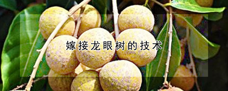 嫁接龍眼樹(shù)的技術(shù)