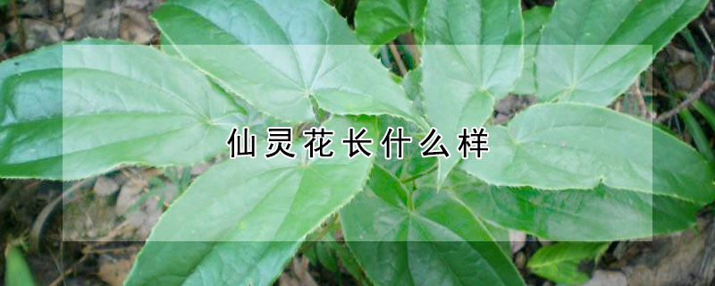 仙靈花長什么樣