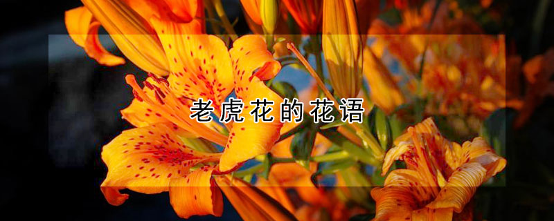 老虎花的花語(yǔ)