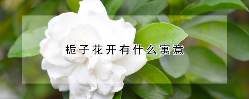 梔子花開有什么寓意