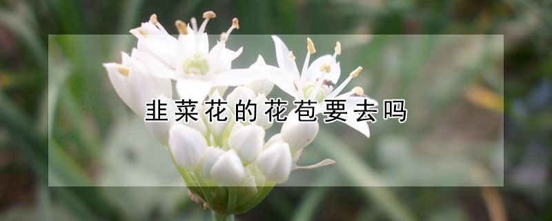 韭菜花的花苞要去嗎