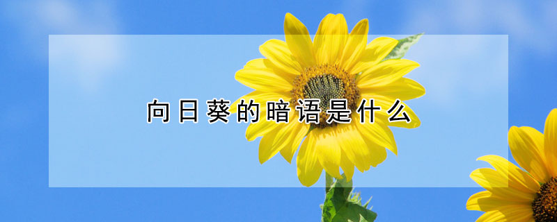 向日葵的暗語(yǔ)是什么