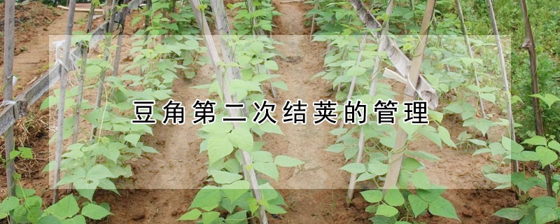 豆角第二次結(jié)莢的管理