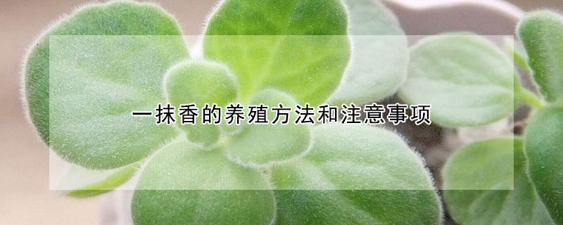 一抹香的養(yǎng)殖方法和注意事項(xiàng)