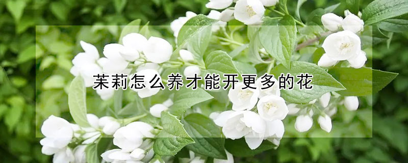 苿莉怎么養(yǎng)才能開更多的花