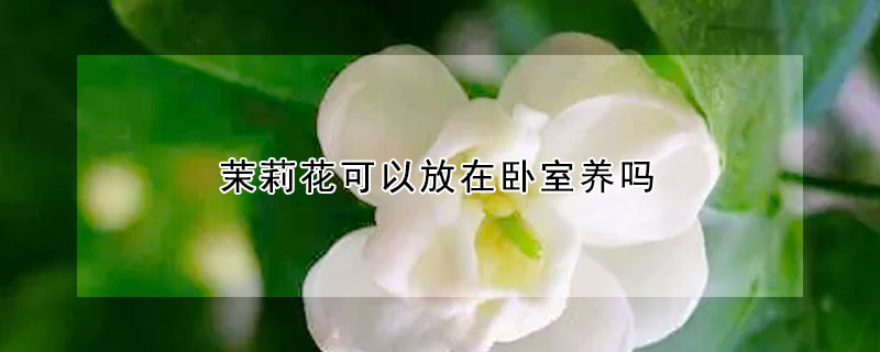 茉莉花可以放在臥室養嗎