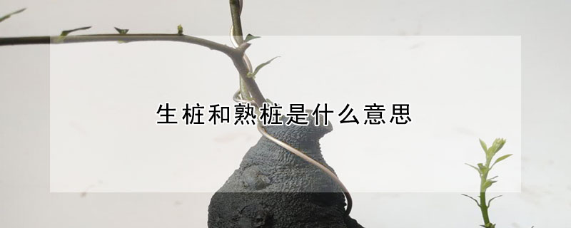 生樁和熟樁是什么意思