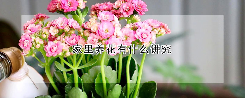 家里養(yǎng)花有什么講究