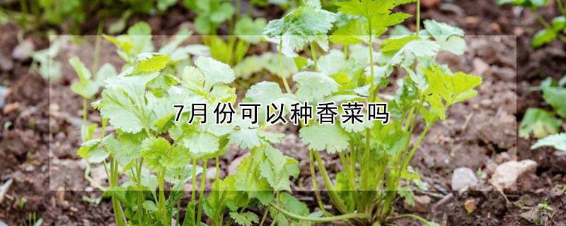 7月份可以種香菜嗎