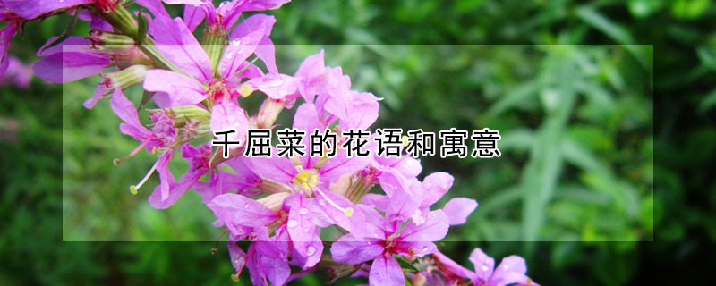 千屈菜的花語(yǔ)和寓意