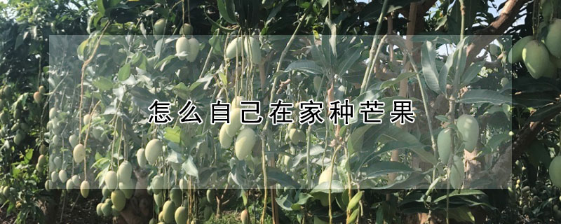 怎么自己在家種芒果