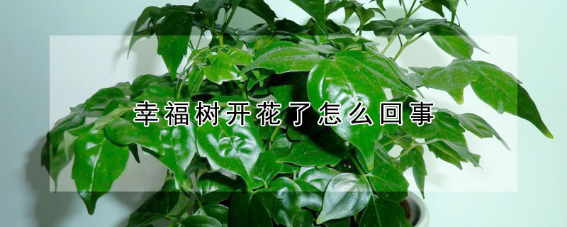 幸福樹開花了怎么回事