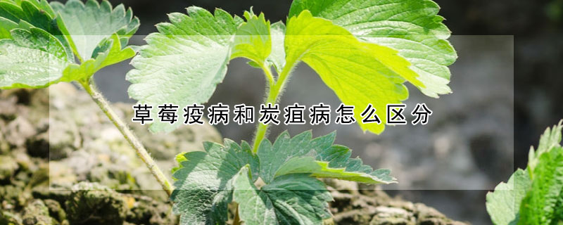 草莓疫病和炭疽病怎么區(qū)分