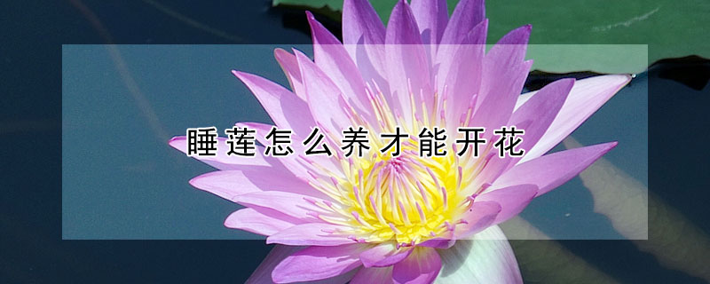 睡蓮怎么養才能開花