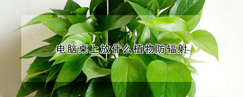 電腦桌上放什么植物防輻射