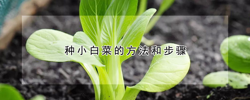 種小白菜的方法和步驟