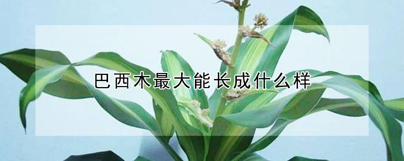 巴西木最大能長成什么樣