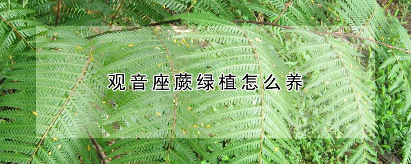 觀音座蕨綠植怎么養(yǎng)