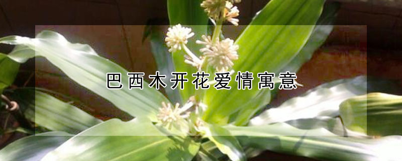 巴西木開花愛情寓意