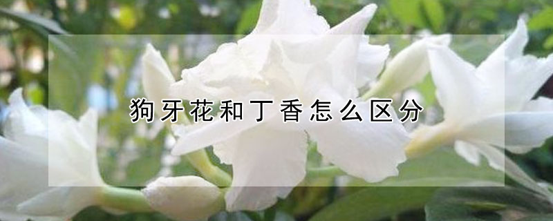 狗牙花和丁香怎么區分