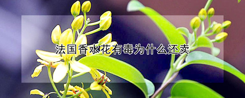 法國香水花有毒為什么還賣