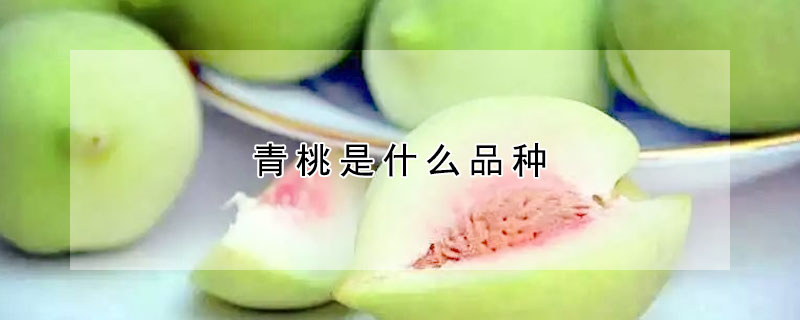 青桃是什么品種