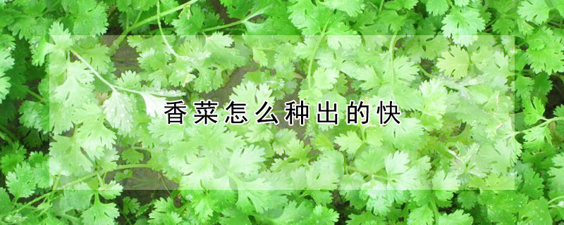 香菜怎么種出的快