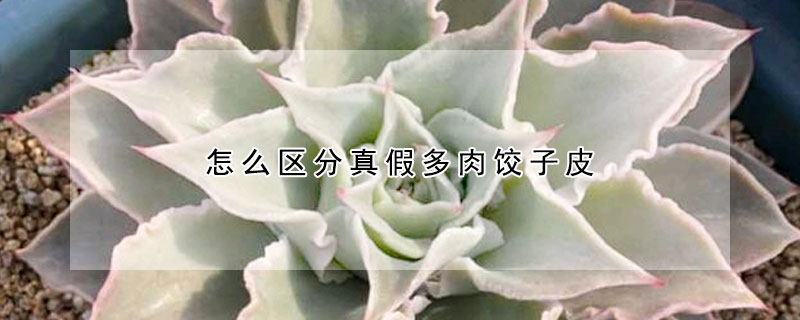 怎么區(qū)分真假多肉餃子皮