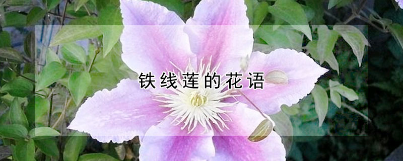 鐵線蓮的花語(yǔ)