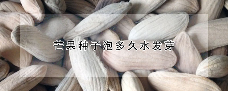 芒果種子泡多久水發芽