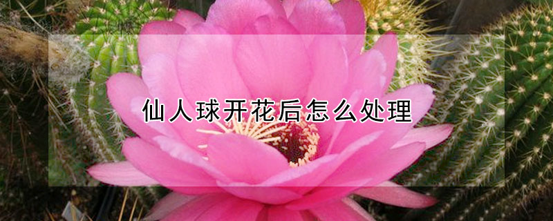 仙人球開花后怎么處理