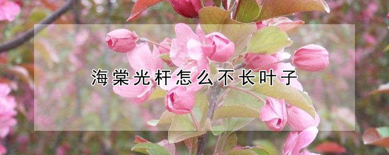 海棠光桿怎么不長(zhǎng)葉子