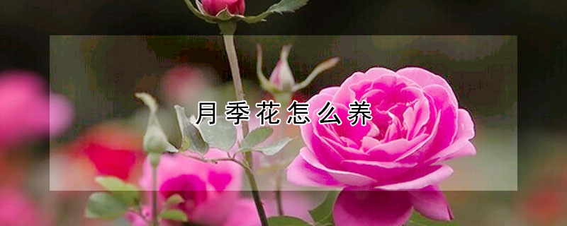 月季花怎么養