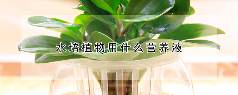 水培植物用什么營(yíng)養(yǎng)液