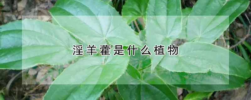 淫羊藿是什么植物