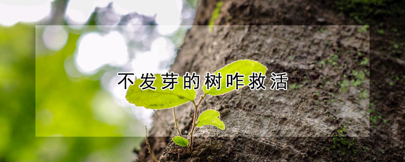 不發芽的樹咋救活