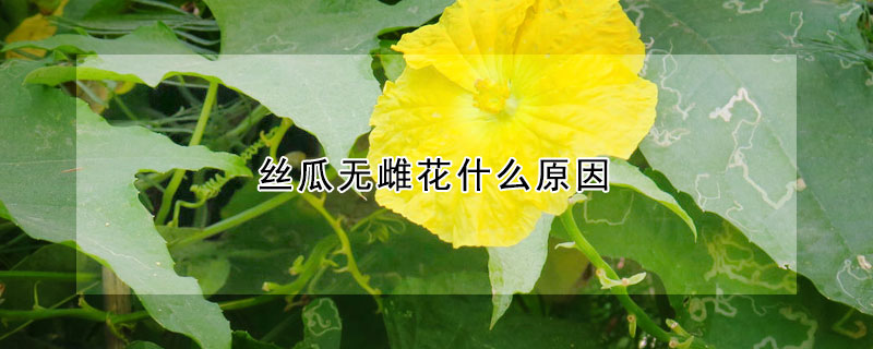 絲瓜無(wú)雌花什么原因