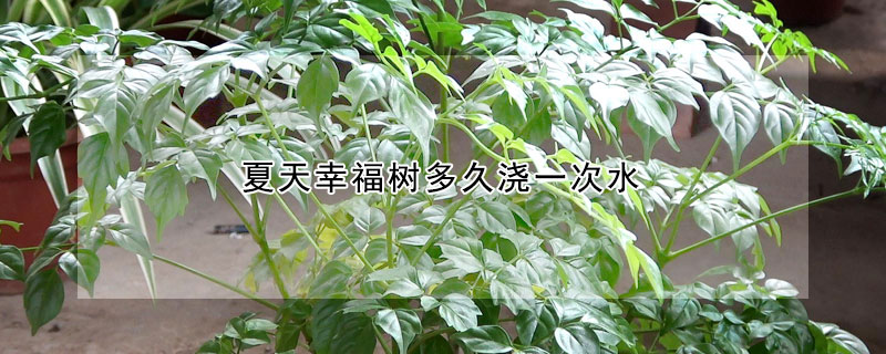 夏天幸福樹多久澆一次水