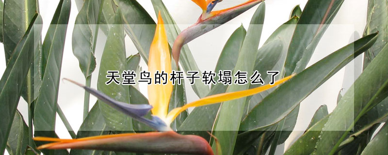 天堂鳥的桿子軟塌怎么了