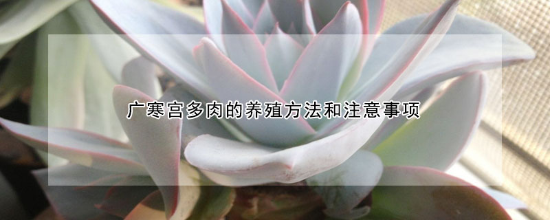 廣寒宮多肉的養(yǎng)殖方法和注意事項(xiàng)