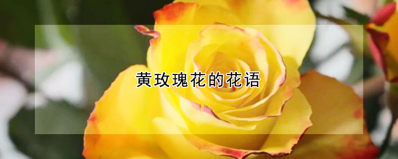 黃玫瑰花的花語(yǔ)