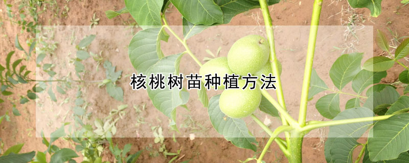 核桃樹苗種植方法